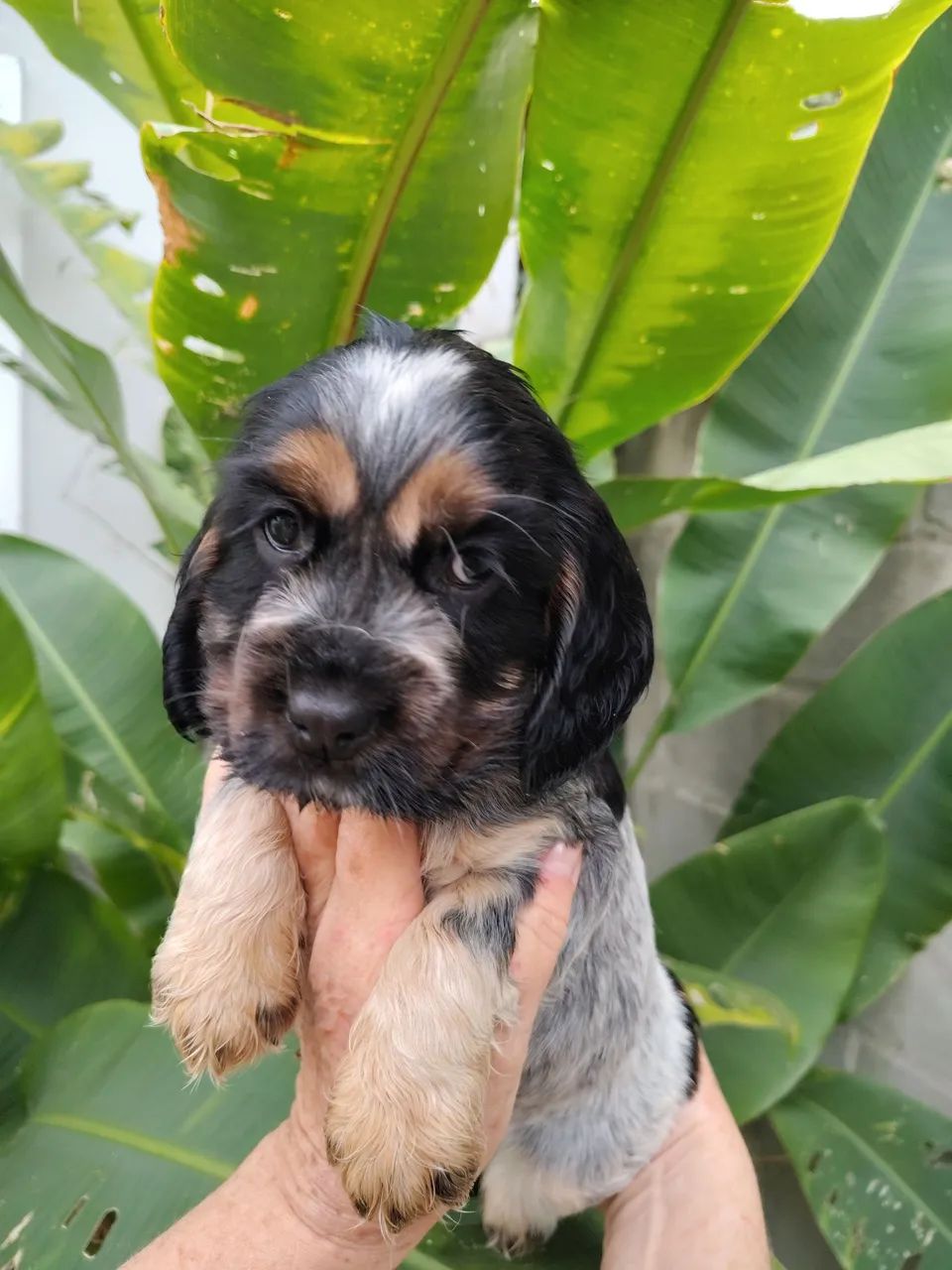 cocker spaniel inglês  - Foto 2