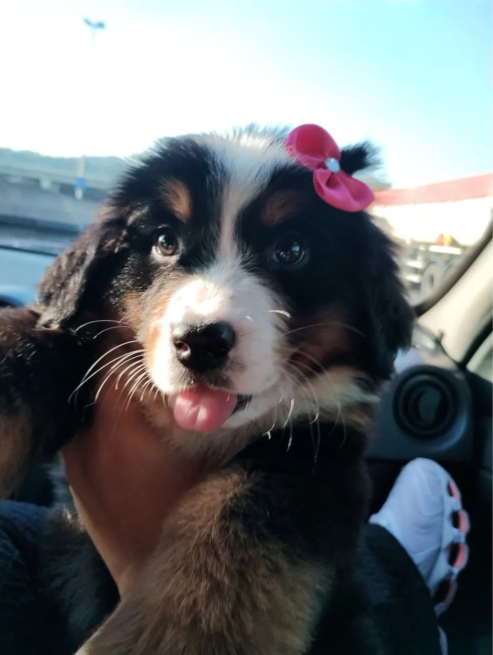 Bernese 