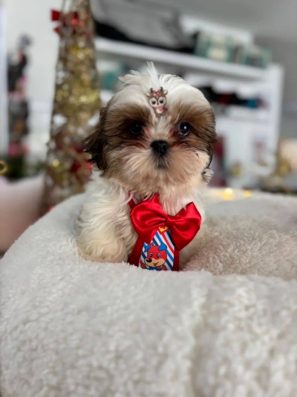 Shithzu com pedigree - Foto 2