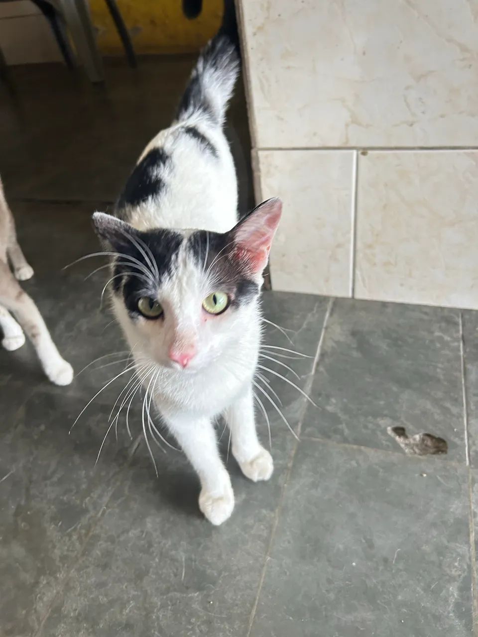 ADOÇÃO URGENTE!!! - Foto 3