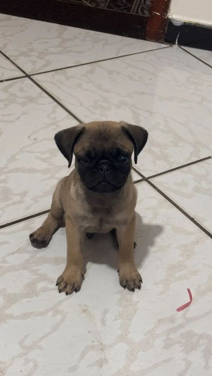 Vendo pugs machinho - Foto 2