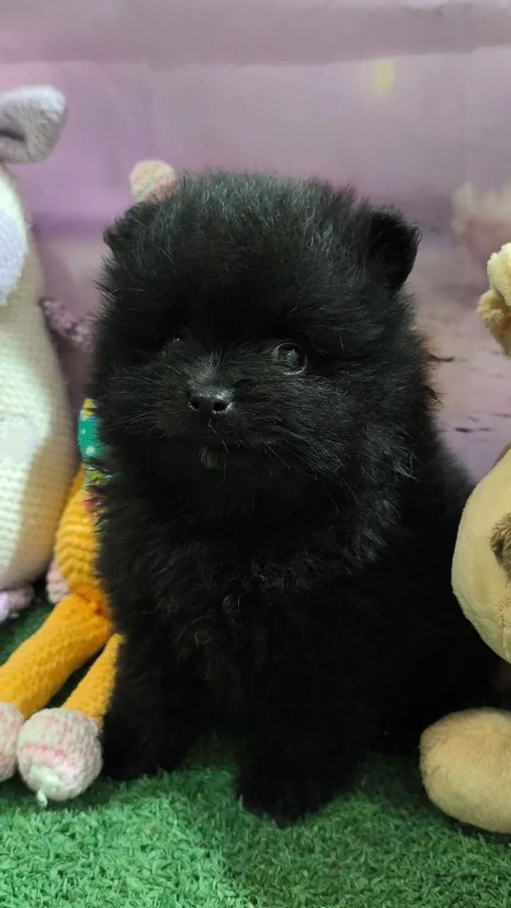 Spitz Alemão  - Foto 2
