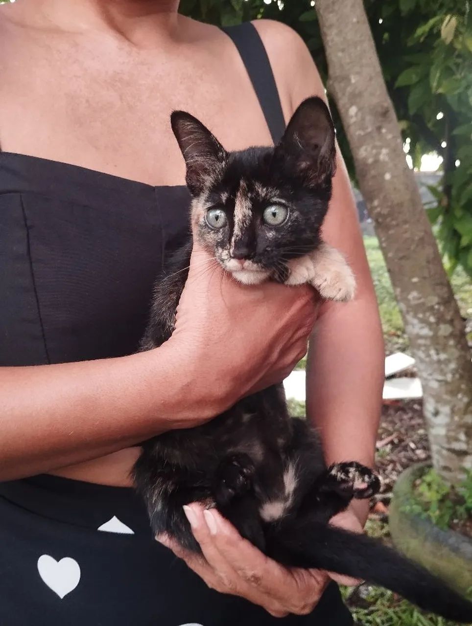Doação gata dócil  - Foto 4