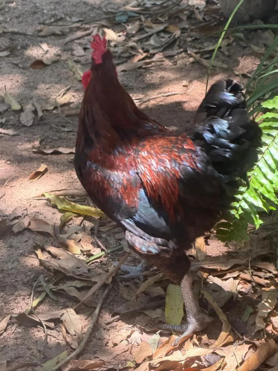 Vendo galinhas e galos - Foto 3