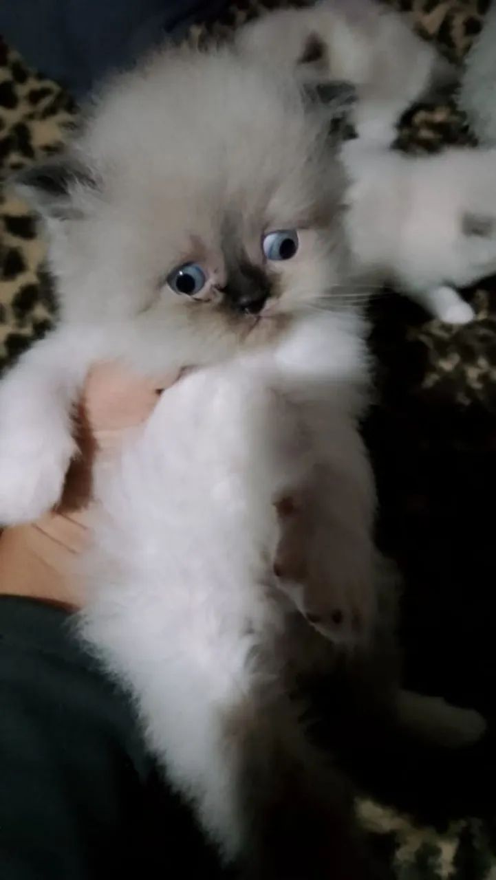 Gato persa  - Foto 3