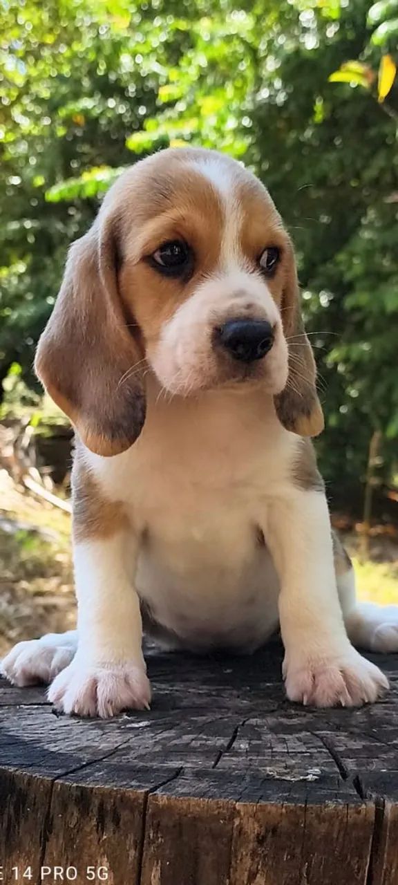 Lindos Filhotes de Beagle com Pedigree  - Foto 2