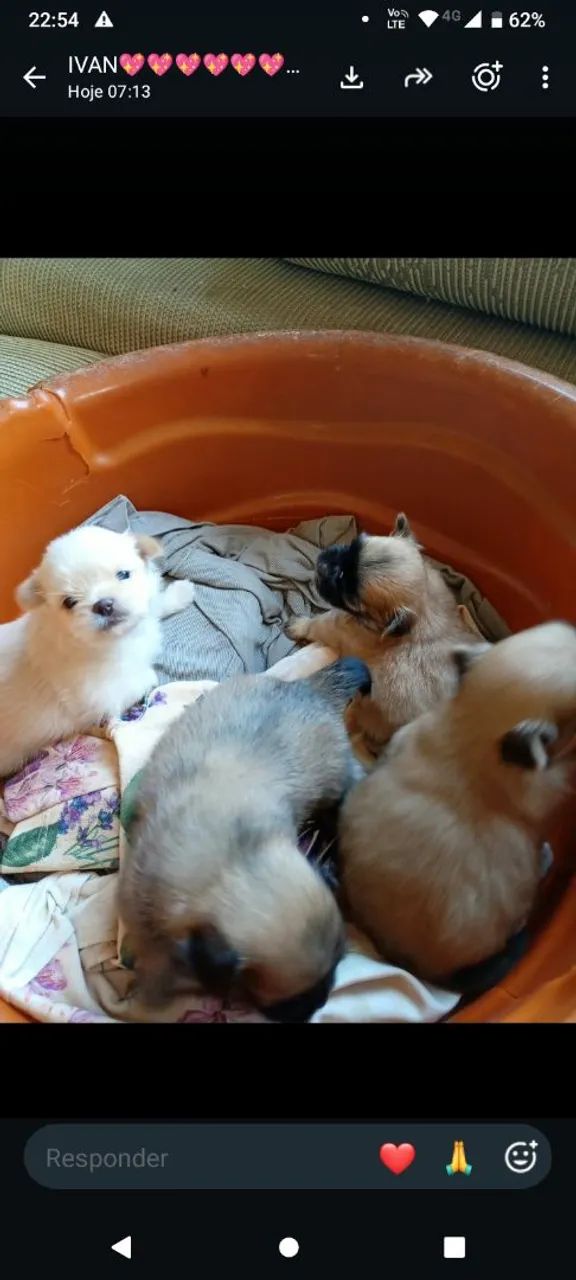 Lindos ? de shih tzu