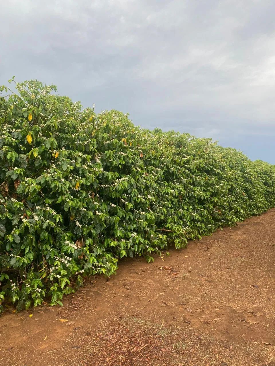Fazenda de café no triângulo mineiro  - Foto 2
