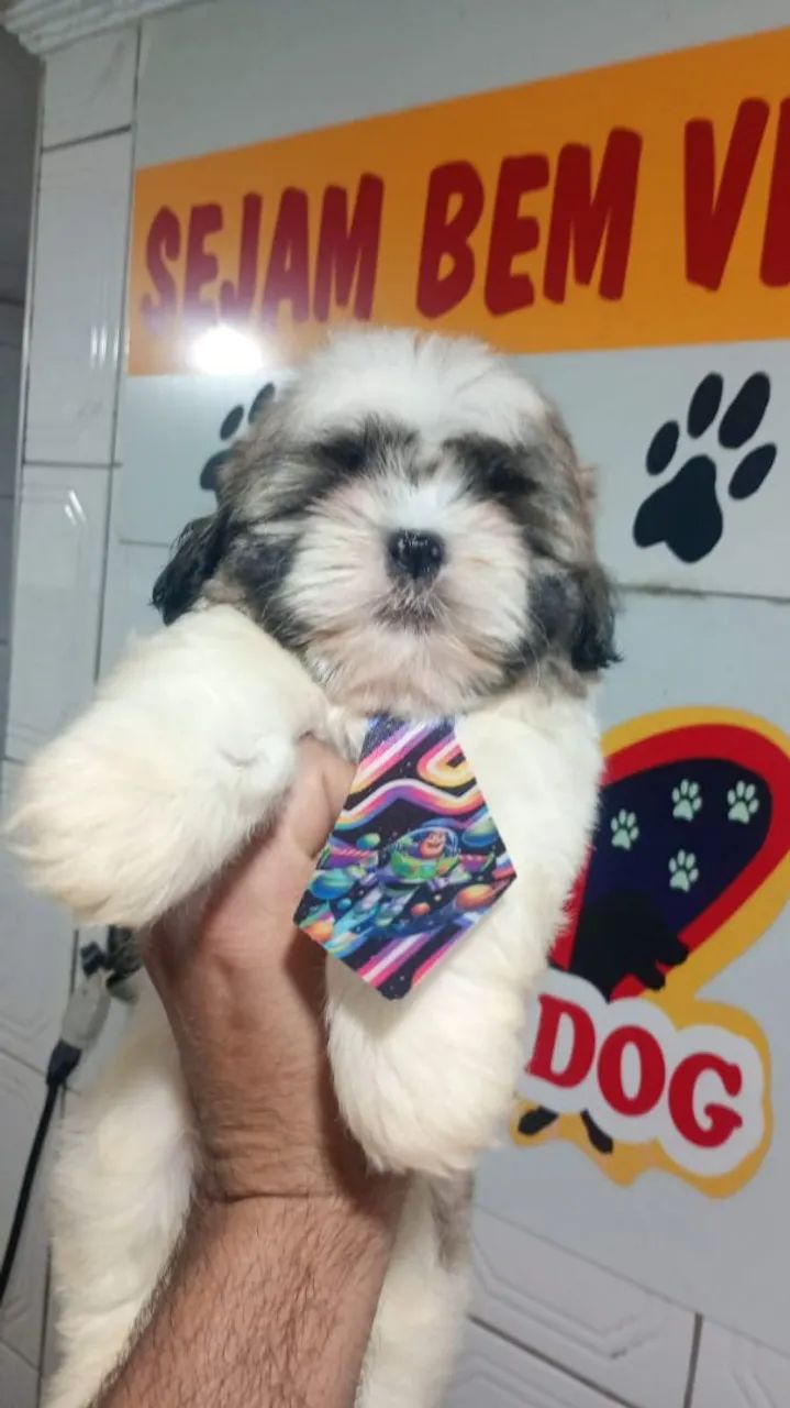 Filhotes de shitzu machos  - Foto 4