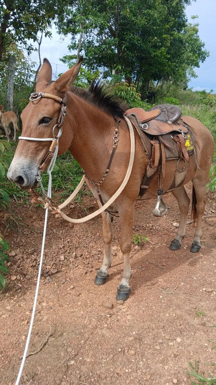 Burro manso - Foto 4