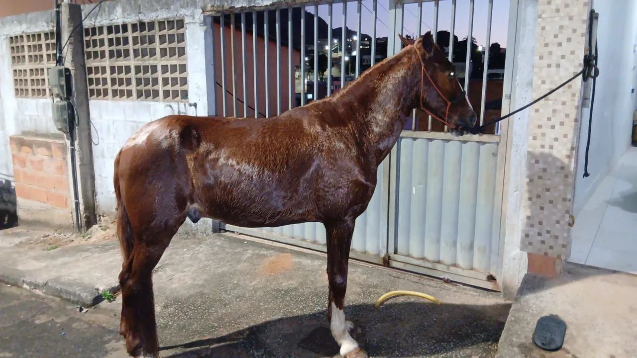 Cavalo  - Foto 4