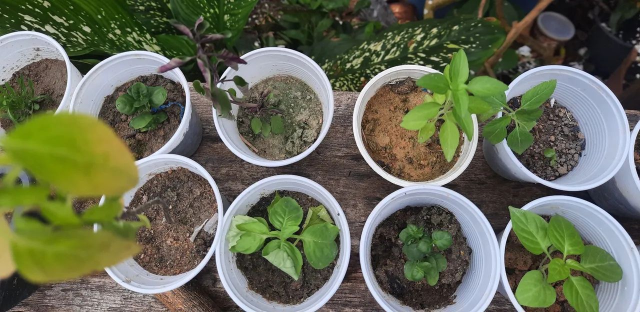 Plantas - Foto 4