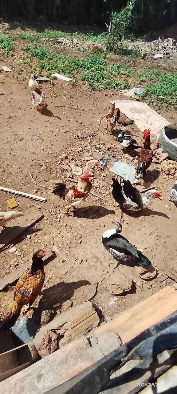 Patos e galinhas - Foto 3