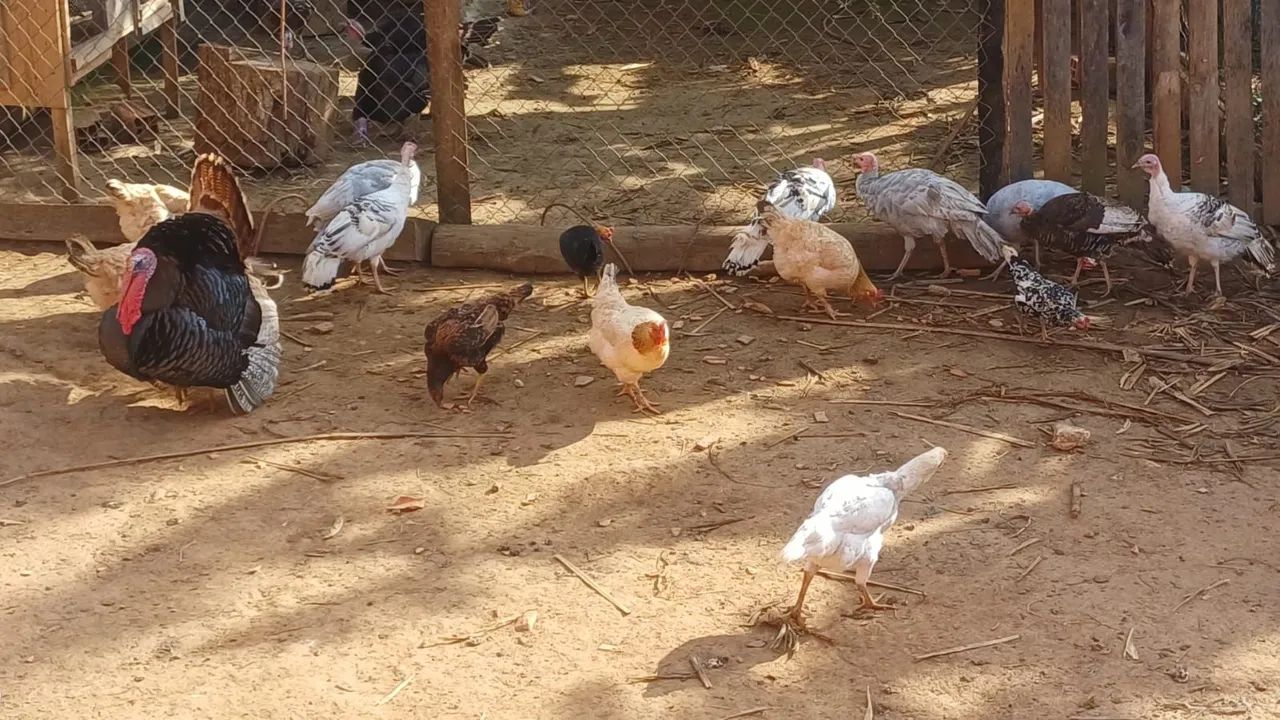 Perus fêmea e machos   - Foto 3