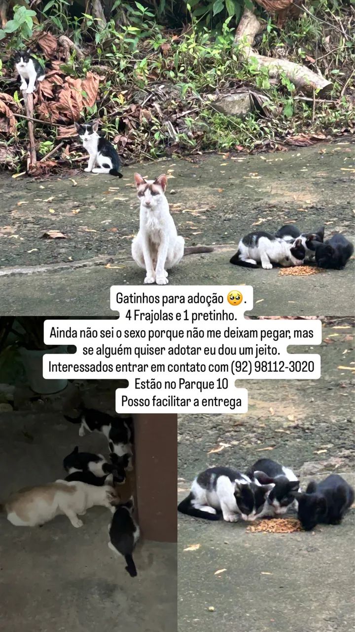 Gatinhos para adoção 