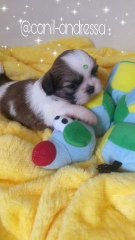 Shih Tzu filhotes
