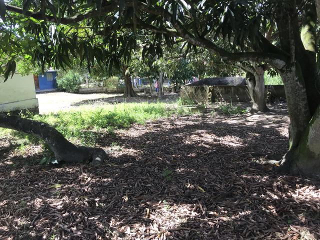 Granja, sítio, fazenda em Igarassu, 4 hectares com bastante benfeitorias! - Foto 13