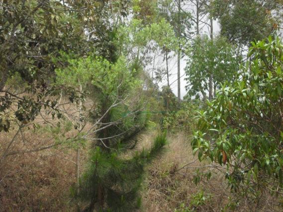 Terreno à venda, 2241 m² por R$ 80.000,00 - Vieira - Teresópolis/RJ - Foto 9