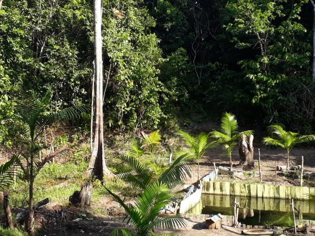 Terreno com Igarapé - Ramal do 30 Curuçá - Foto 17