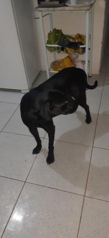 Labrador