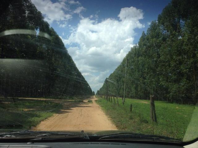 Floresta Eucalipto - Joao Pinheiro MG - Foto 2