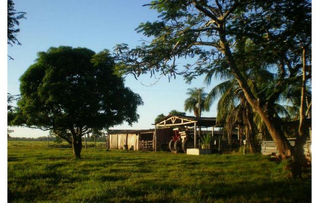 Vendo fazenda com 1.625 hectares em Poconé - MT a proximadamente 120 km de Cuiaba - Foto 4