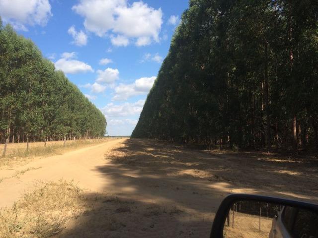 Floresta Eucalipto - Joao Pinheiro MG