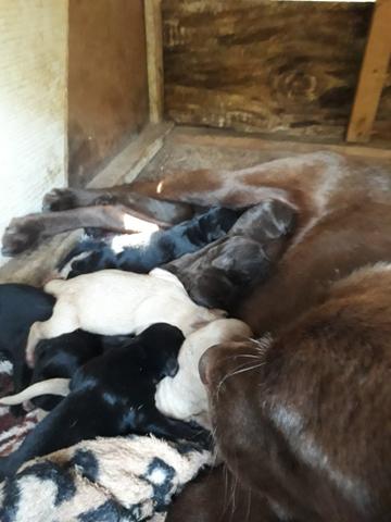 Labrador macho 250 último - Foto 5
