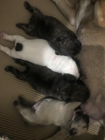 Bulldog francês - Foto 3