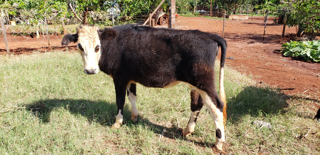 Novilhas Leiteiras - Foto 4