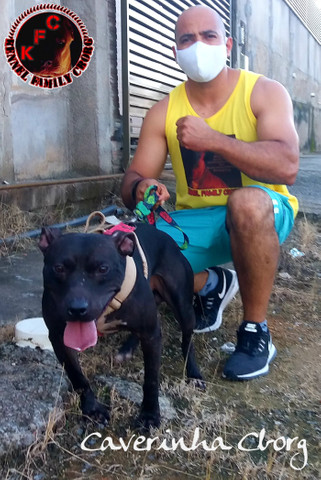 American Pit Bull Terrier (blacker x Garner Little Gator)