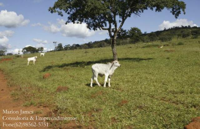 Fazenda em Cocalzinho-G! - Foto 3