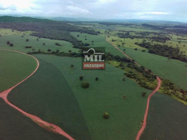 Área irrigada ( pivo central ) Fazenda 68 alqueires ( 333 hectares ) Morrinhos-GO - Foto 8