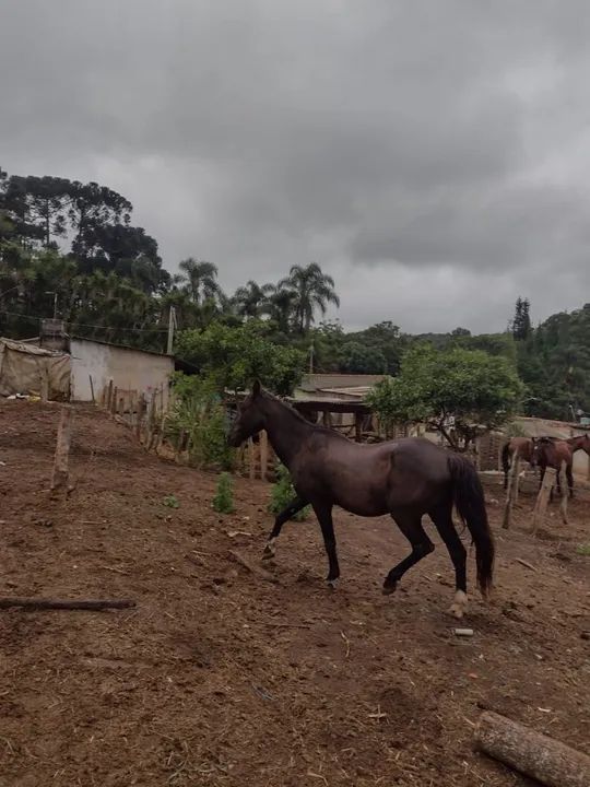 Cavalo marchador picado  - Foto 4