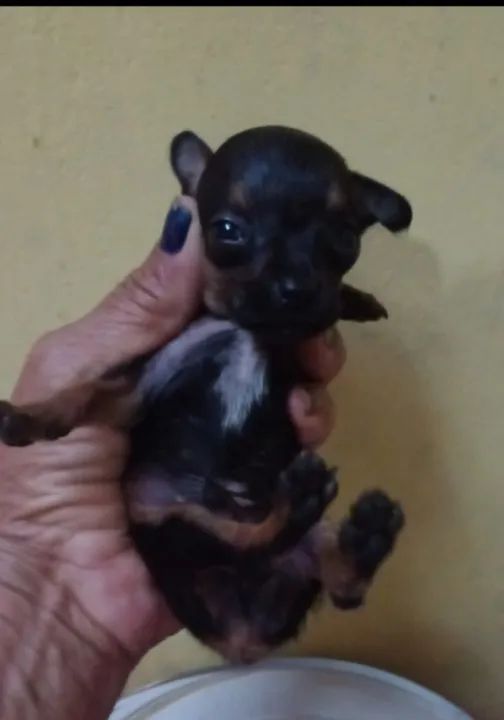 Vendo pinscher zero, 2 machos e 1 Fêmea  - Foto 2