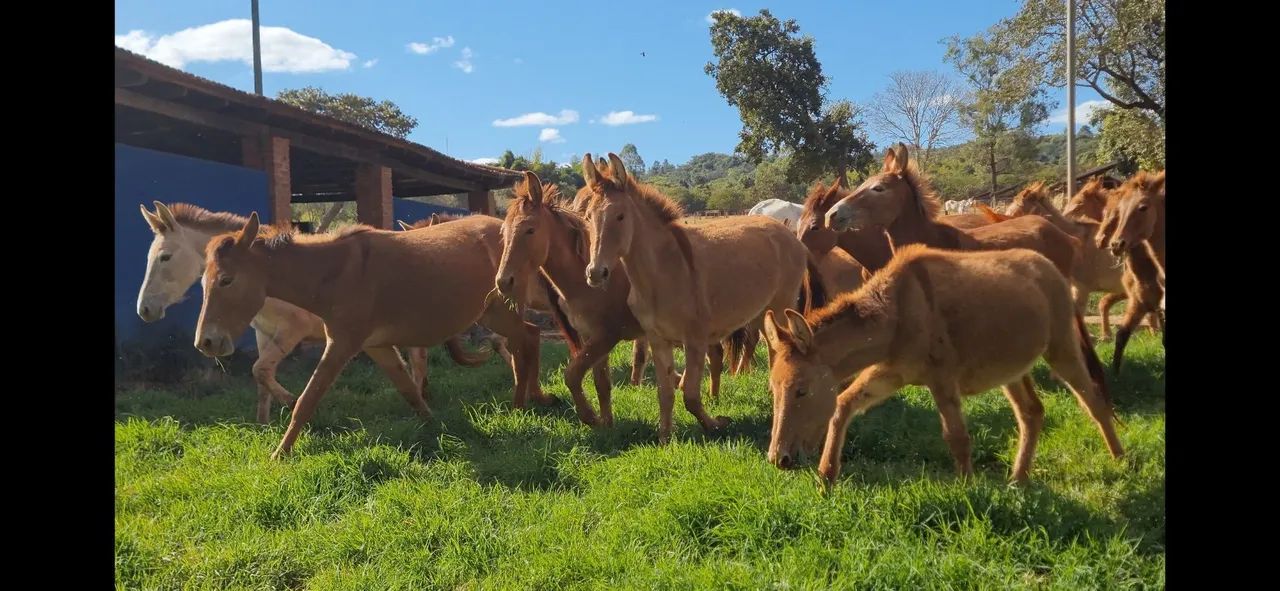 BURROS DE JUMENTO PEGA MARCHADOR COM ÉGUAS PURO SANGUE ÁRABE COM CERCA DE 24 MESES