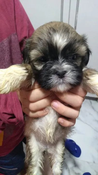 Filhote Shih Tzu - Fofo e Carinhoso - Foto 3