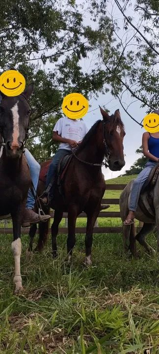 Cavalo marcha Batida para venda - Foto 3