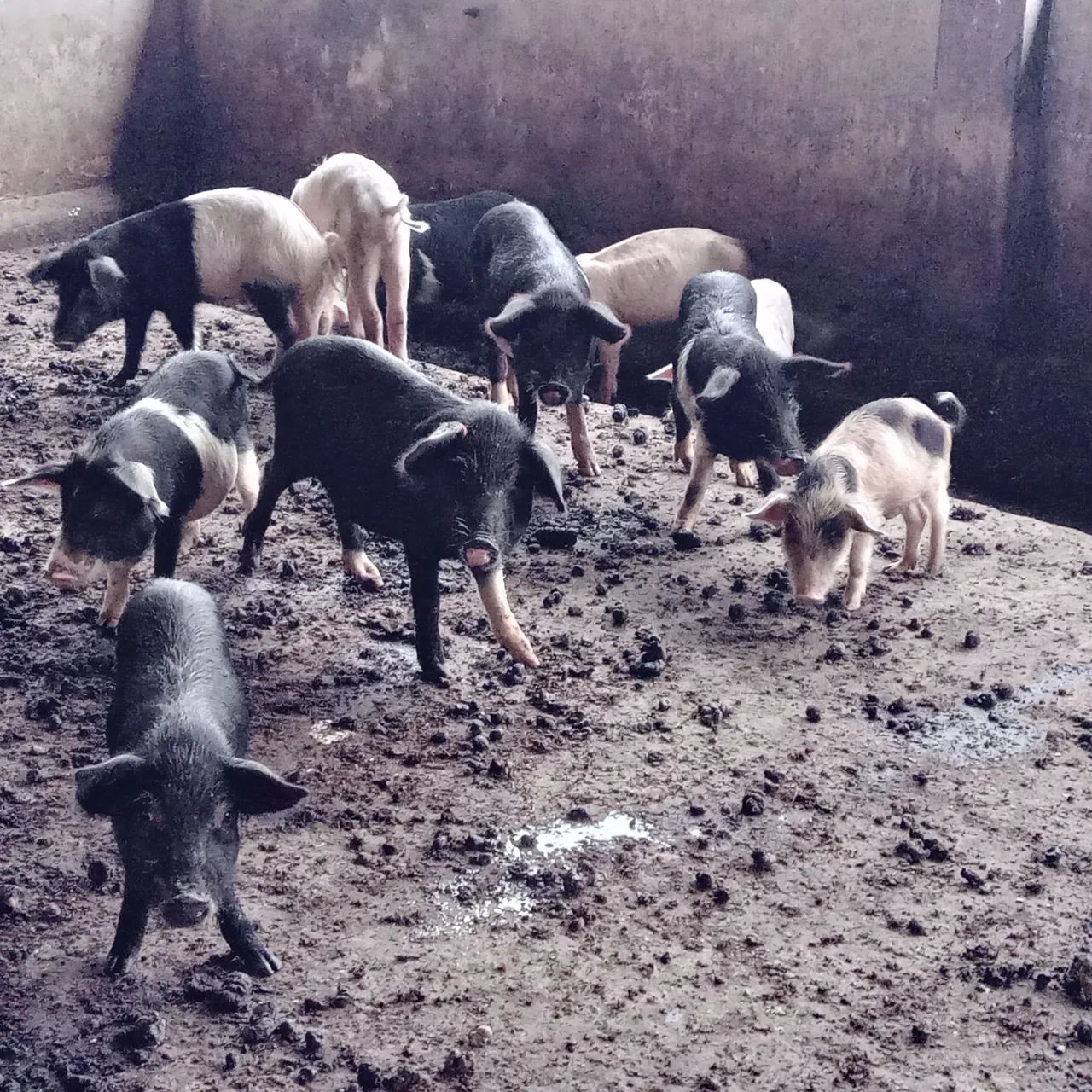 Porca com Leitões - Foto 6