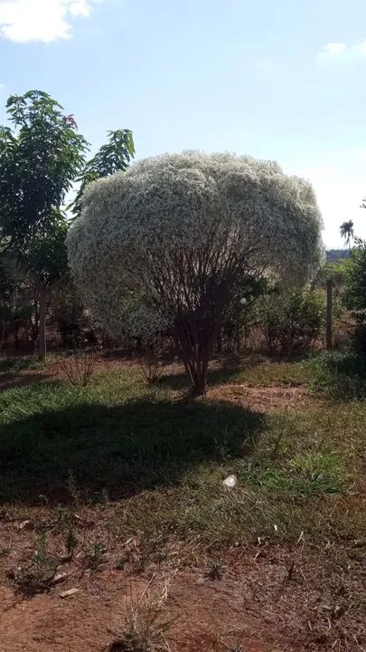 foto - Goiânia - Chácaras de Recreio São Joaquim