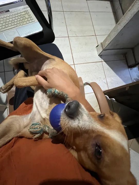 Cachorro Carinhoso Procurando Lar - Foto 6