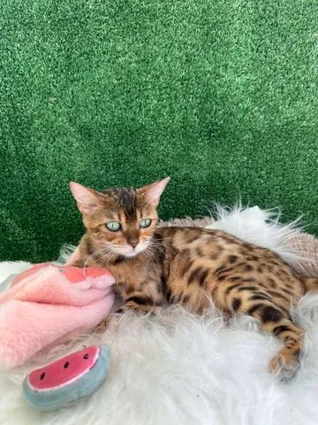 Bengal  - Foto 2