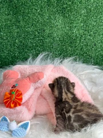 Bengal  - Foto 4