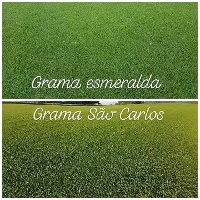 Vendemos grama.