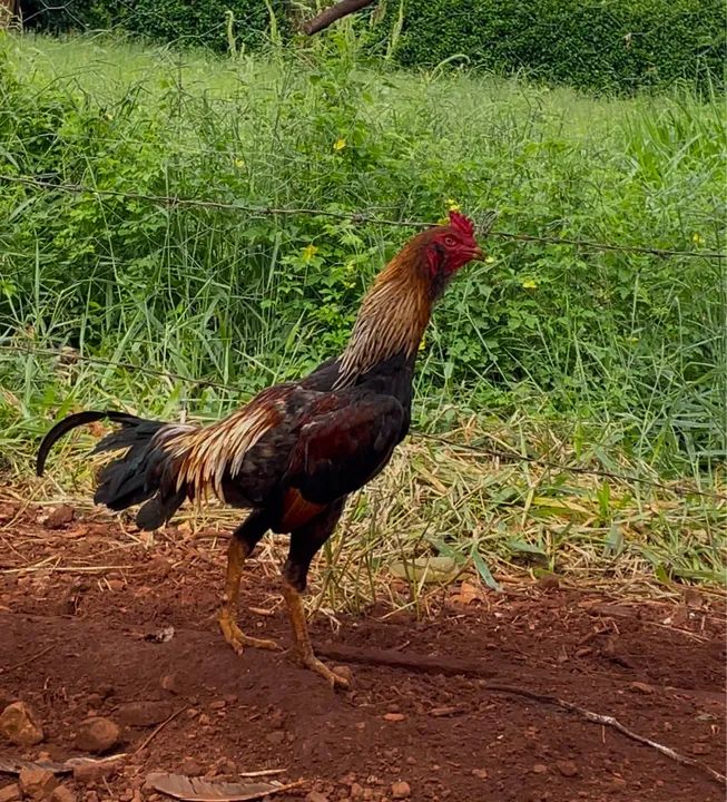 Galo índio barbudo  - Foto 3