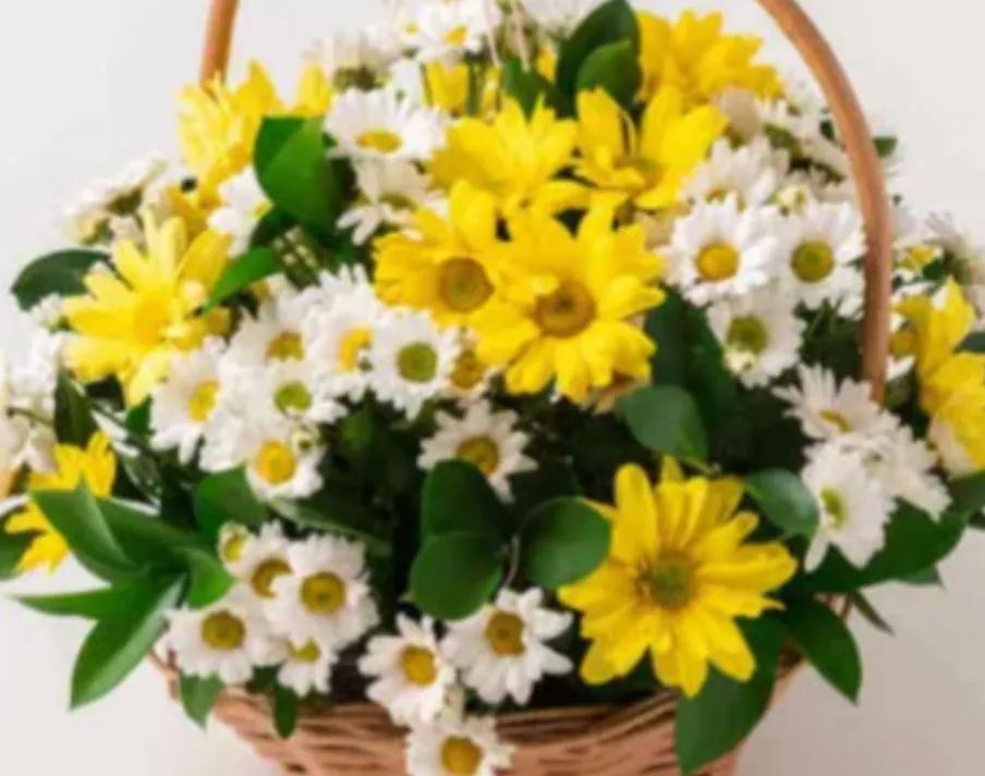 Planta Zamioculcas Zamiifolia - Foto 4