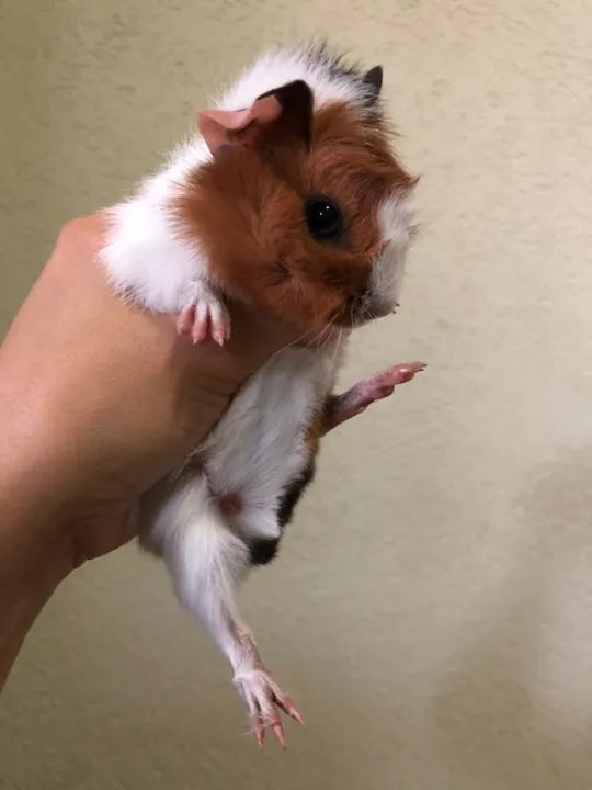 Porquinho da Índia Filhote
