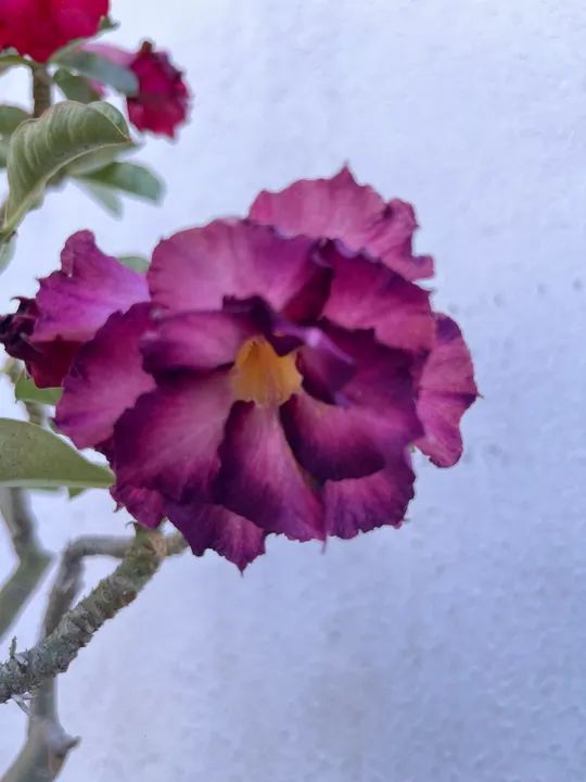 Rosa do deserto adulta com 3 tipos de flores (enxertada) - Foto 4