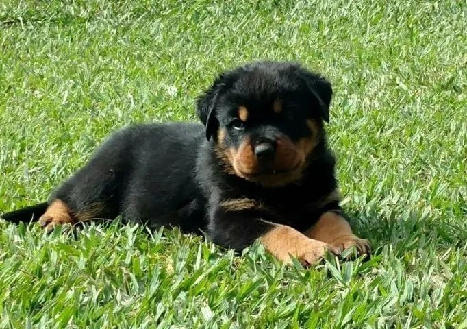 Rottweiler - Filhotinho lindo macho padrão cabeça de touro - loja física e canil próprio