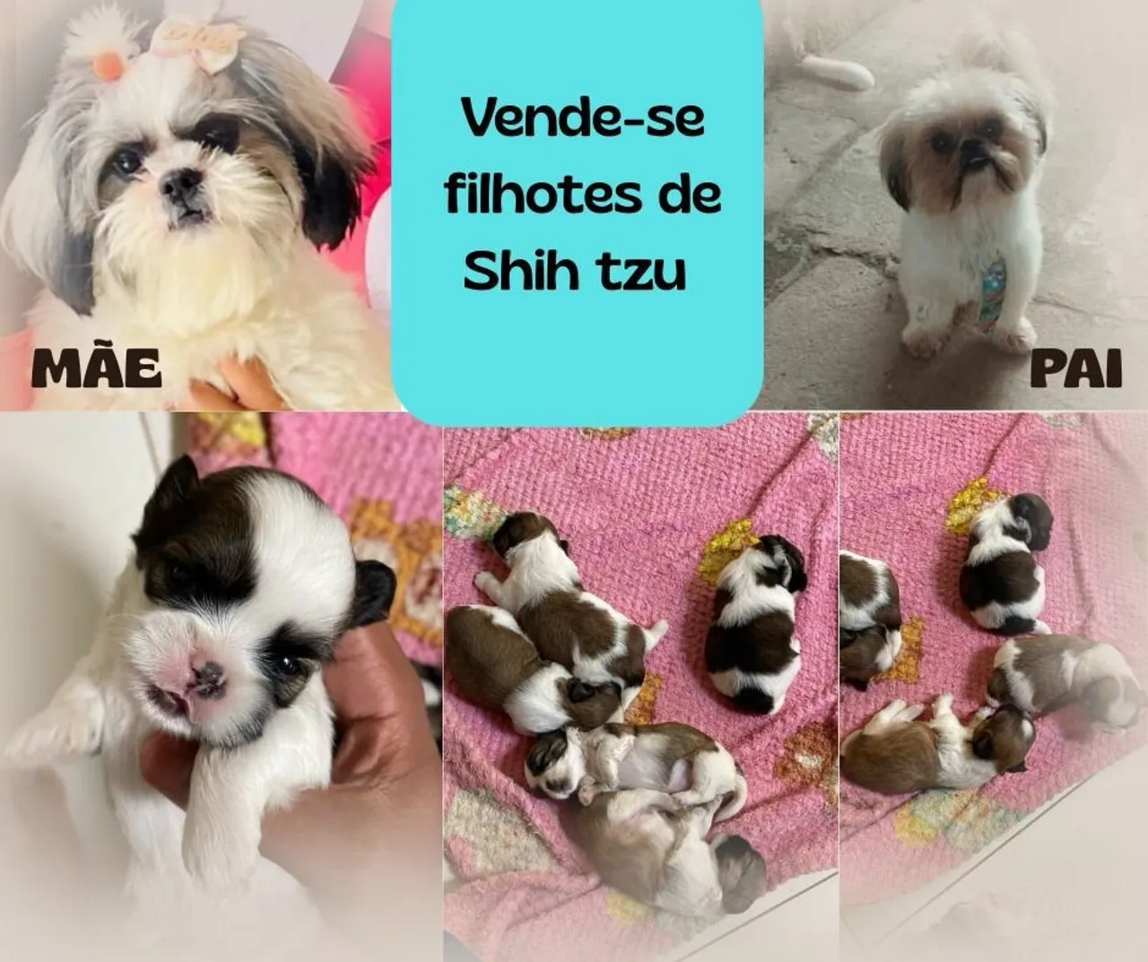 Filhotes de Shih Tzu à Venda